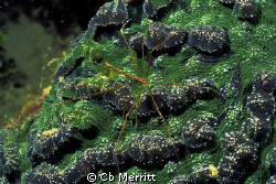 Arrow crab on coral - by Cb Merritt 